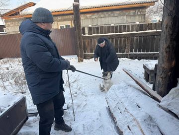 В Кызыле проходит инвентаризация владельческих собак