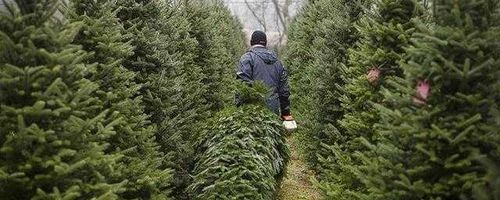 Из леса – на праздник. Все о елках и иголках