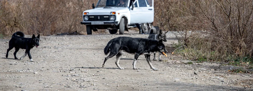 "Кожзавод": район с тяжелой судьбой и грустным настоящим