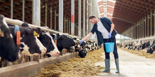 В ТувГУ стартовало обучение в «Школе фермера»