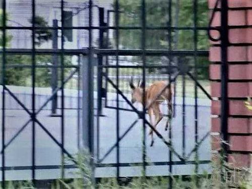 В Туве из-за паводка косуля вышла к людям