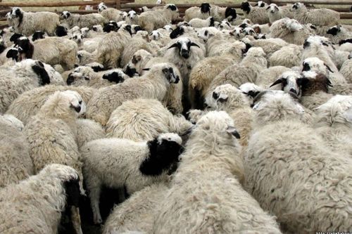 Мал бажы көвүдээр