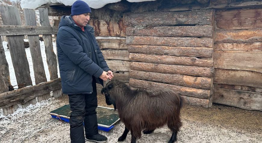 Ученые ТувГУ изучили особенности домашнего скота в Улуг-Хемском районе
