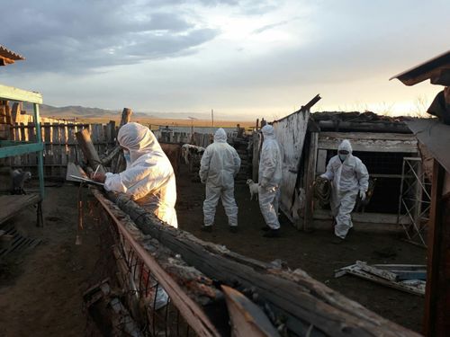 Изъято 307 кг. мяса с сибирской язвой